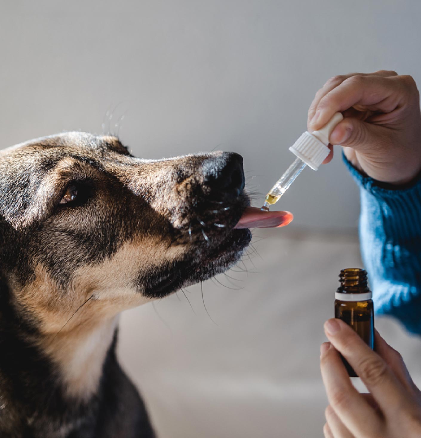 Pharmacie Principale Lautier - Nos services - Soins vétérinaires